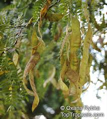 Attēlu rezultāti vaicājumam “Gleditsia triacanthos fruit”
