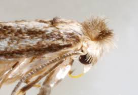 Attēlu rezultāti vaicājumam “Bucculatrix rhamniella”