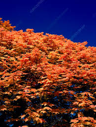 Attēlu rezultāti vaicājumam “Aesculus x neglecta”