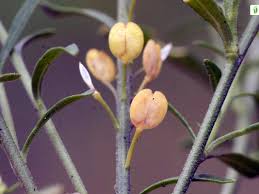 Attēlu rezultāti vaicājumam “Lepidium densiflorum flower”