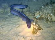 Image result for Conger conger