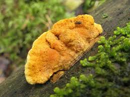 Attēlu rezultāti vaicājumam “Pseudomerulius aureus”