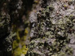 Attēlu rezultāti vaicājumam “Calicium viride”