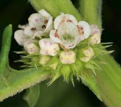 Attēlu rezultāti vaicājumam “Lycopus europaeus flower”