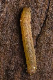 Attēlu rezultāti vaicājumam “Mamestra brassicae larva”