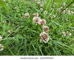 Attēlu rezultāti vaicājumam “Trifolium hybridum flower”