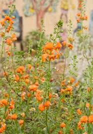 Image result for Alonsoa liniflora