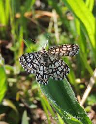 Attēlu rezultāti vaicājumam “Chiasmia clathrata”