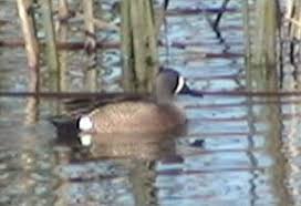 Image result for Anas discors