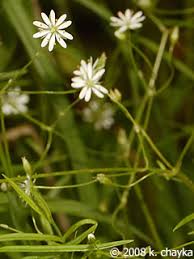 Attēlu rezultāti vaicājumam “Stellaria longifolia”