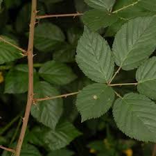 Attēlu rezultāti vaicājumam “Rubus plicatus”