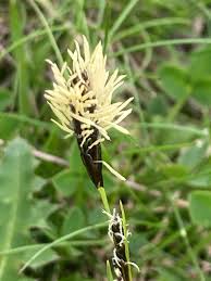 Attēlu rezultāti vaicājumam “Carex caryophyllea leaf”