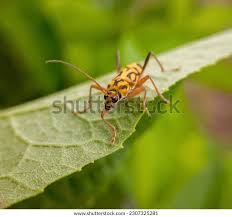 Attēlu rezultāti vaicājumam “Leptura annularis”