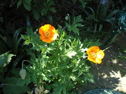 Image result for Meconopsis cambrica