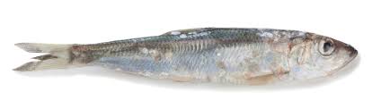 Image result for Clupea harengus