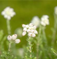 Attēlu rezultāti vaicājumam “Erica tetralix flower”