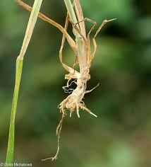 Attēlu rezultāti vaicājumam “Dactylis polygama”