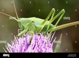 Attēlu rezultāti vaicājumam “Tettigonia cantans”