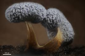 Attēlu rezultāti vaicājumam “Physarum murinum stalked”