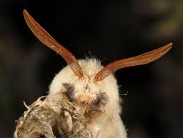 Attēlu rezultāti vaicājumam “Lasiocampa trifolii male”