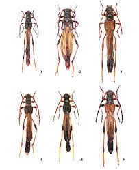 Attēlu rezultāti vaicājumam “Necydalis major”