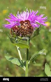 Attēlu rezultāti vaicājumam “Centaurea phrygia bud”