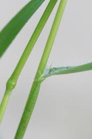 Attēlu rezultāti vaicājumam “Anisantha tectorum fruit”