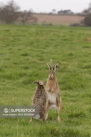 Attēlu rezultāti vaicājumam “Lepus europaeus adult”