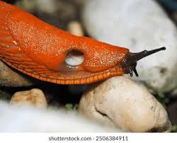 Attēlu rezultāti vaicājumam “Arion rufus”