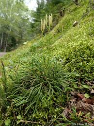 Attēlu rezultāti vaicājumam “Diphasium complanatum”
