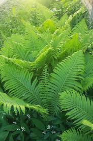 Attēlu rezultāti vaicājumam “Matteuccia struthiopteris”