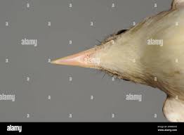 Attēlu rezultāti vaicājumam “Hippolais caligata adult”