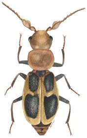 Attēlu rezultāti vaicājumam “Pterostichus aterrimus”