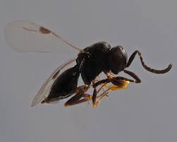 Attēlu rezultāti vaicājumam “Macrosiphoniella absinthii”