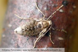 Attēlu rezultāti vaicājumam “Operophtera”