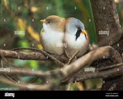 Attēlu rezultāti vaicājumam “Panurus biarmicus female”
