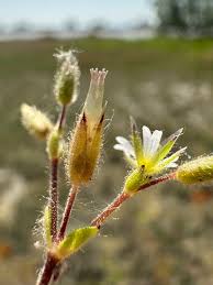 Attēlu rezultāti vaicājumam “Cerastium semidecandrum bud”