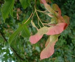 Attēlu rezultāti vaicājumam “Acer campestre fruit”