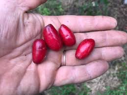 Attēlu rezultāti vaicājumam “Carex viridula fruit”