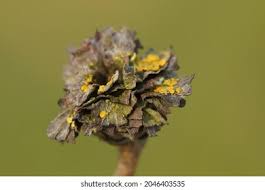 Attēlu rezultāti vaicājumam “Rhabdophaga rosaria”