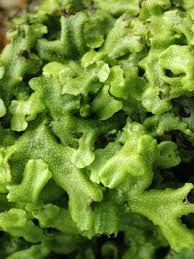 Attēlu rezultāti vaicājumam “Conocephalum conicum”