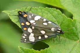 Attēlu rezultāti vaicājumam “Callimorpha dominula”