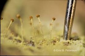 Attēlu rezultāti vaicājumam “Chaenotheca ferruginea”