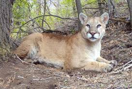 Image result for Ut Cougars