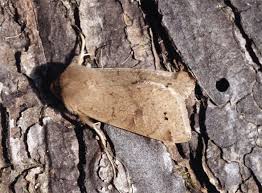 Attēlu rezultāti vaicājumam “Orthosia munda”