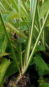 Image result for Acorus calamus