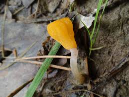 Attēlu rezultāti vaicājumam “Mitrula paludosa”