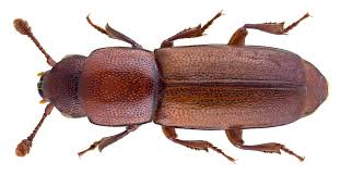 Attēlu rezultāti vaicājumam “Nitidulidae”