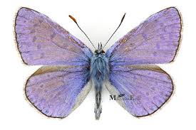 Attēlu rezultāti vaicājumam “Polyommatus icarus”