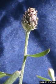 Attēlu rezultāti vaicājumam “Centaurea stoebe bud”